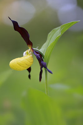 Gelber Frauenschuh,Cypripedium calceolus,yellow lady s slipper orchid 000