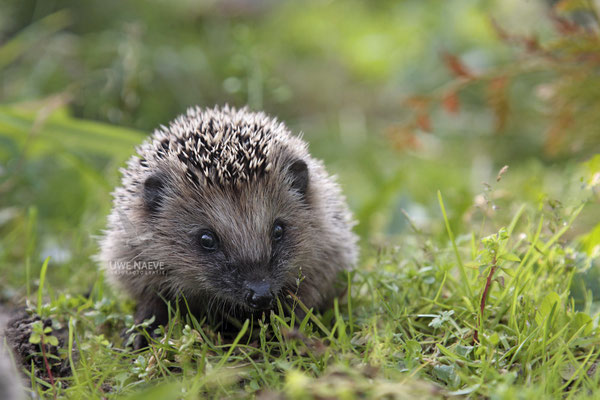 Europaeischer Igel,European Hedgehog,Erinaceus europeas 0021