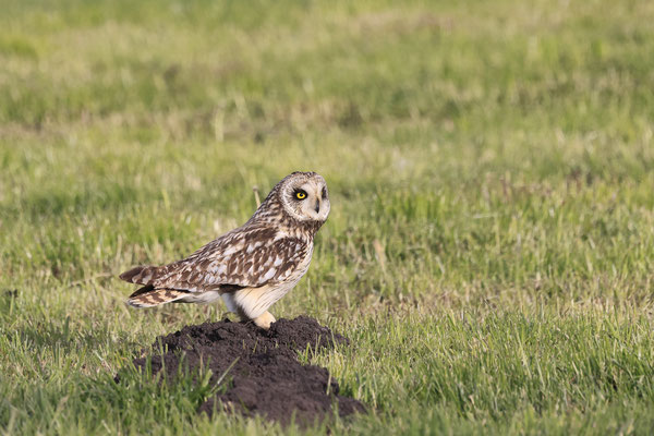 Sumpfohreule,Asio flammeus,Short eared Owl 0033