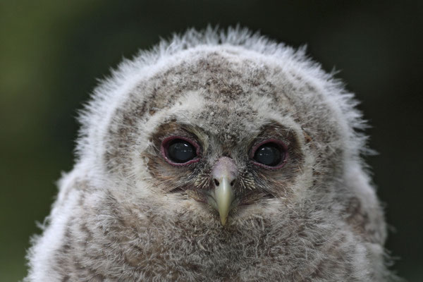 Waldkauz,Strix aluco,Tawny Owl 0005