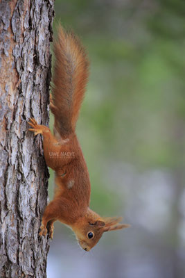 Eichhoernchen,Sciurus vulgaris,Red Squirrel 0013