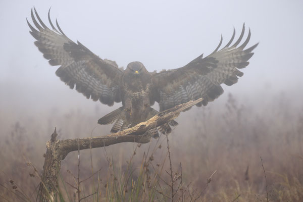 Mäusebussard,Buteo buteo,Common Buzzard 0127