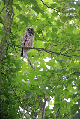Waldohreule,Asio otus,Long-eared Owl 0041