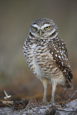 Kaninchenkauz, Burrowing Owl,Speotyto cuniculuria 0022