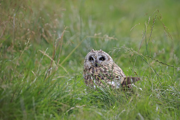 Sumpfohreule,Asio flammeus,Short eared Owl 0017