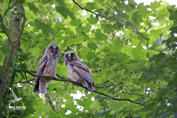 Waldohreule,Asio otus,Long-eared Owl 0034