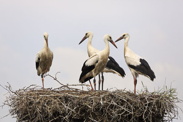 Weissstorch,White Stork,Ciconia ciconia 0091