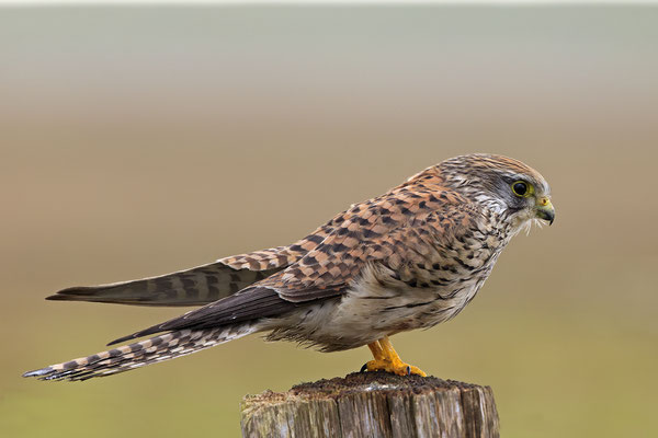 Turmfalke,Common Kestrel,Falco tinnunculus 0012