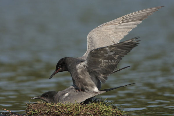 Trauerseeschwalbe,Black Tern,Chlidonias niger 0008