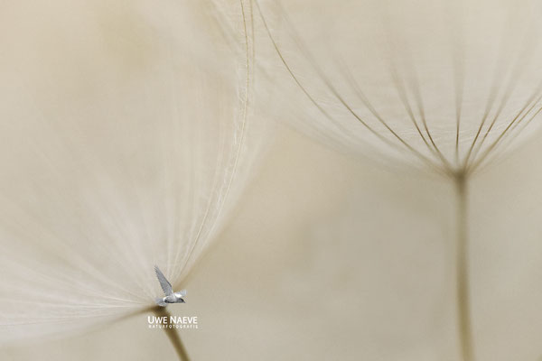 Fruchtstand des Wiesenbocksbarts Tragopogon pratensis 0006