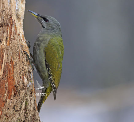 Grauspecht Weibchen,Picus canus,Gray-headed Woodpecker,female 0005