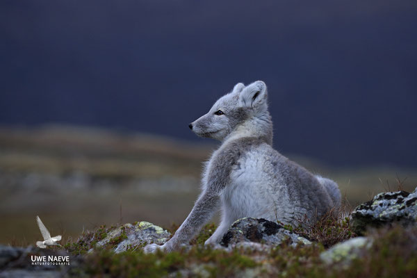 Polarfuchs,Eisfuchs,Arctic Foxes,Alopex lagopus,Vulpex lagopus 0066