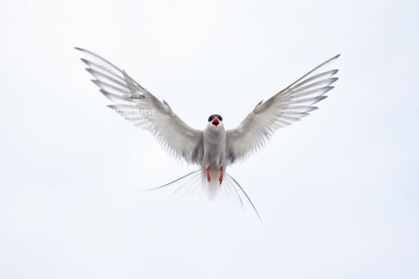 Küstenseeschwalbe,ArcticTern,Sterna paradisaea 0068