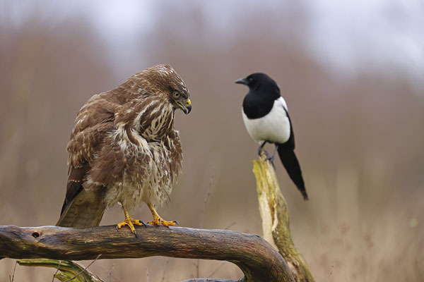 Mäusebussard,Buteo buteo,Common Buzzard 0214