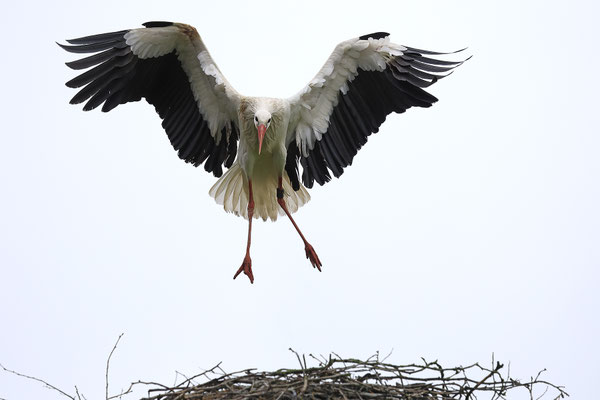 Weissstorch,Weisstorch,White Stork,Ciconia ciconia 0150