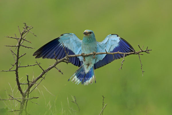 Blauracke, Coracias garrulus, Blue Roller 0029