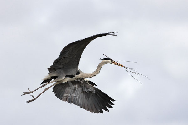 Graureiher,Grey Heron,Ardea cinerea 0008