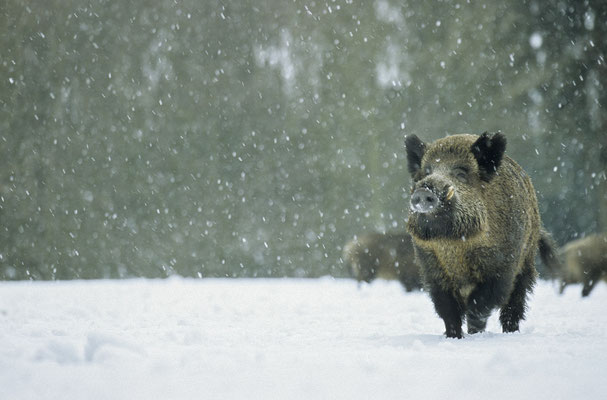 Wildschwein,Wild Boar,Sus scrofa 0059