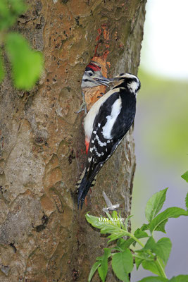 Buntspecht,Great Spotted Woodpecker,Dendrocopos mayor 0053