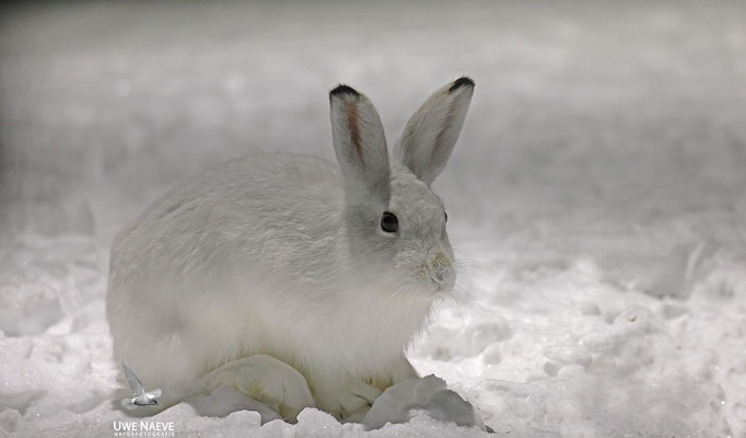 Schneehase,Lepus timidus 0004