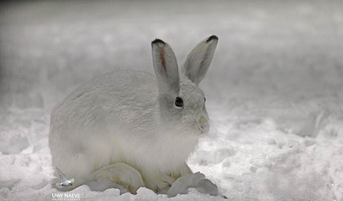 Schneehase,Lepus timidus 0004