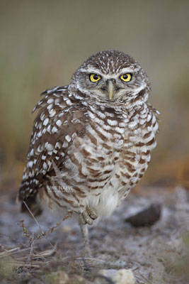 Kaninchenkauz, Burrowing Owl,Speotyto cuniculuria 0024