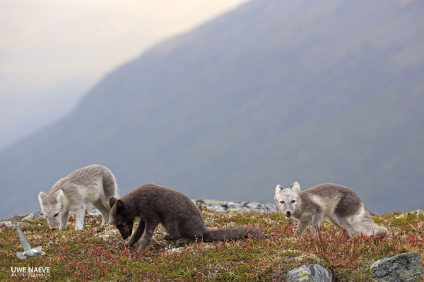 Polarfuchs,Eisfuchs,Arctic Foxes,Alopex lagopus,Vulpex lagopus 0108