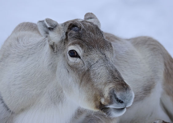 Ren Rentier Rangifer tarandus Reindeer 0148
