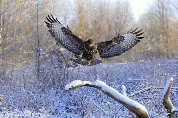 Mäusebussard,Buteo buteo,Common Buzzard 0263