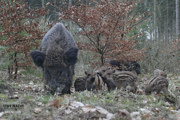 Wildschwein Bache mit Frischling,Wild Boar Sow with Piglets,Sus scrofa 0031