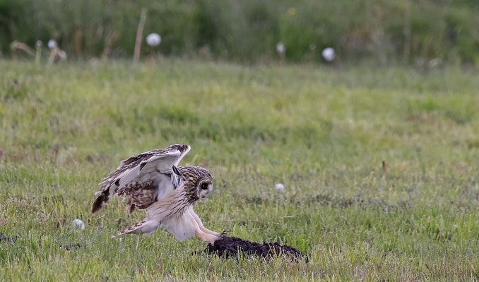 Sumpfohreule,Asio flammeus,Short eared Owl 0027