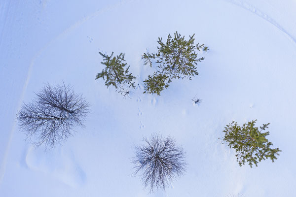 Bäume im Schnee 0121