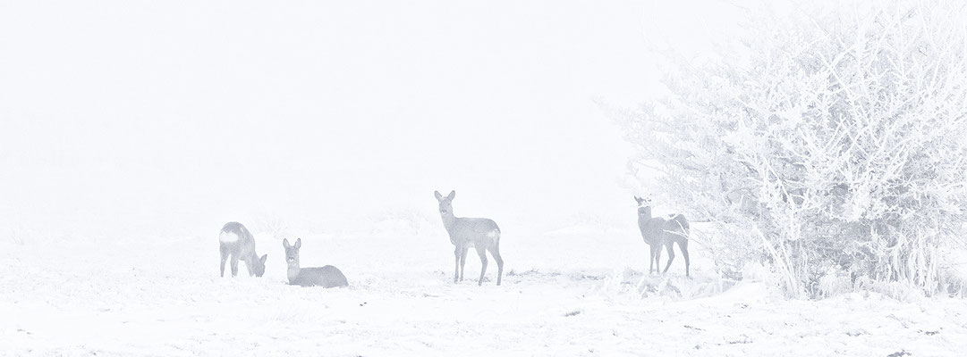 Rehe 0300