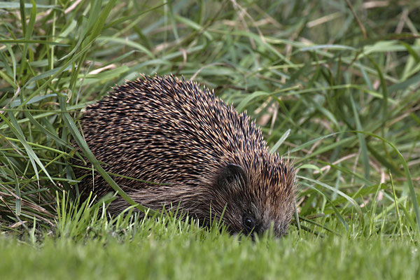 Europaeischer Igel,European Hedgehog,Erinaceus europeas 0008