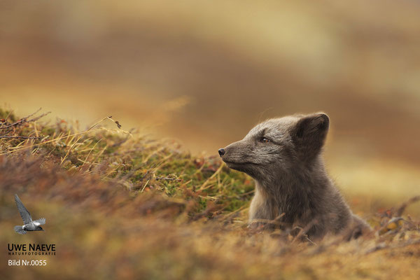 Polarfuchs,Eisfuchs,Arctic Foxes,Alopex lagopus,Vulpex lagopus 0055