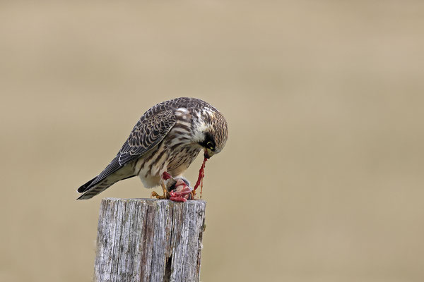 Rotfussfalke,Falco vespertinus,Red-footed falcon 0003