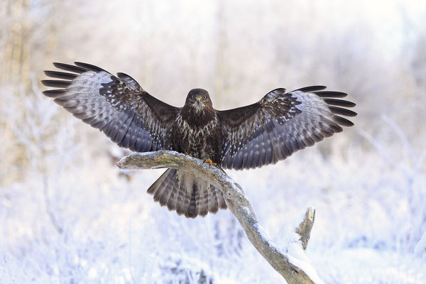 Mäusebussard,Buteo buteo,Common Buzzard 0251