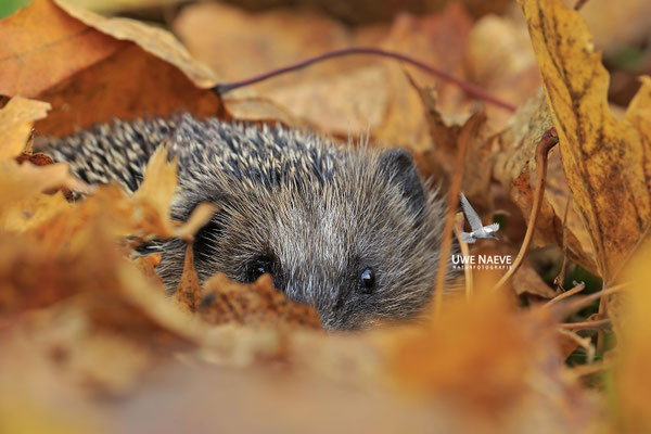 Europaeischer Igel,European Hedgehog,Erinaceus europeas 0038