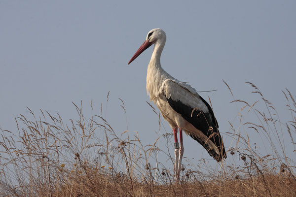 Weissstorch,White Stork,Ciconia ciconia 0064