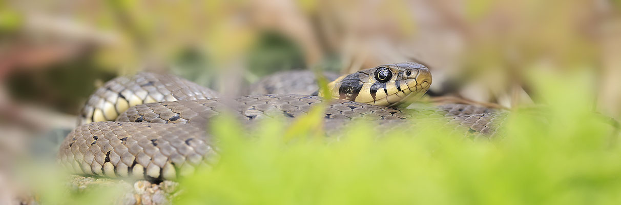 Ringelnatter, Natrix natrix, Grass Snake 0004