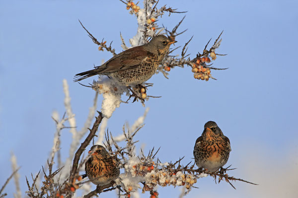 Wacholderdrossel,Turdus pilaris,Fieldfare 0012