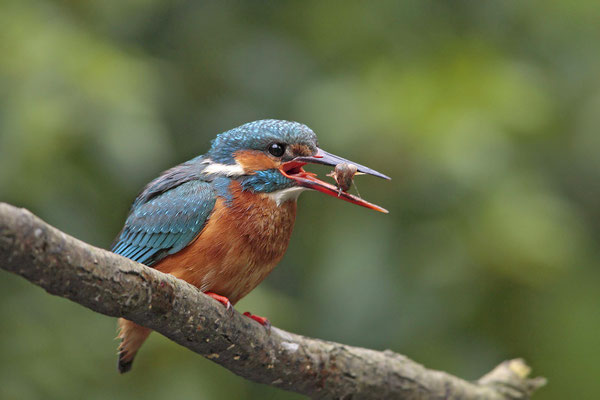 Eisvogel,Alcedo atthis,River King fisher 0016