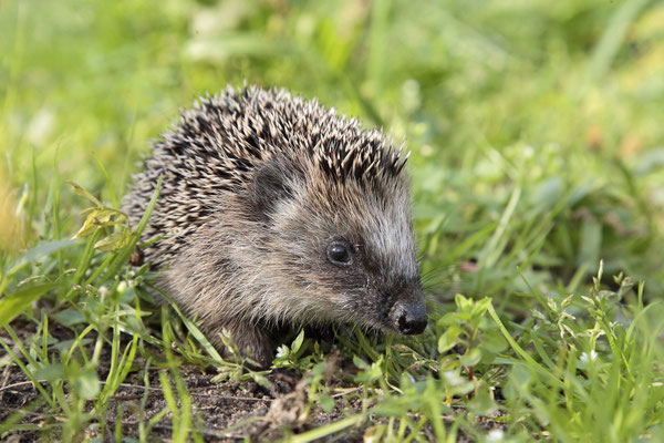 Europaeischer Igel,European Hedgehog,Erinaceus europeas 0014