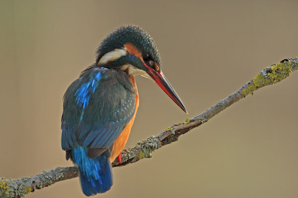 Eisvogel,Alcedo atthis,River King fisher 0033