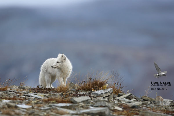 Polarfuchs,Eisfuchs,Arctic Foxes,Alopex lagopus,Vulpex lagopus 0019