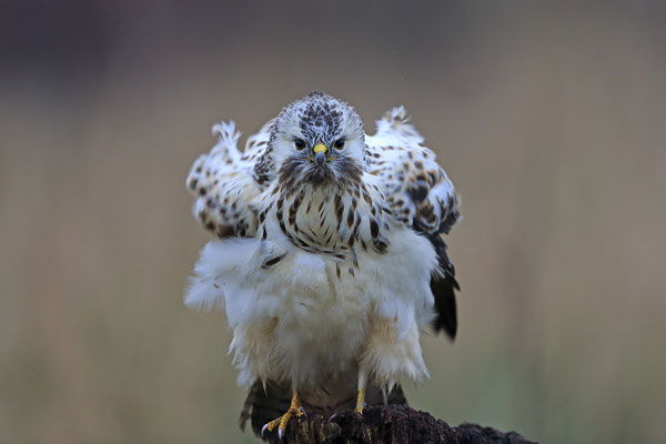 Mäusebussard,Buteo buteo,Common Buzzard 0097