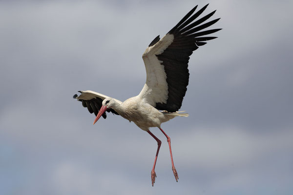 Weissstorch,White Stork,Ciconia ciconia 0011