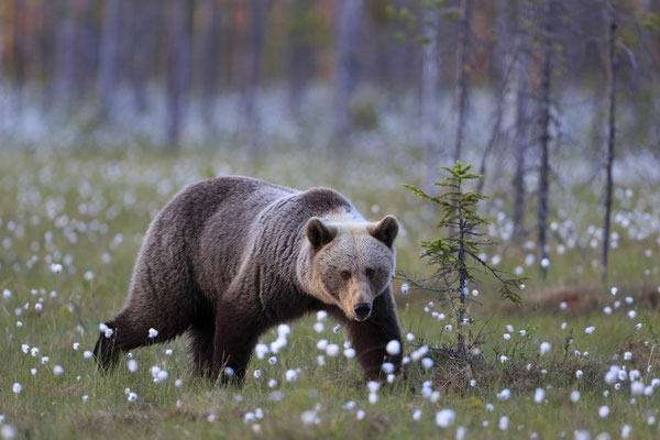 Braunbaer Ursus arctos brown bear 0018