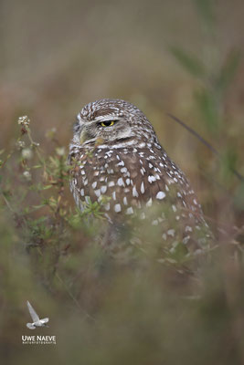 Kaninchenkauz, Burrowing Owl,Speotyto cuniculuria 0018