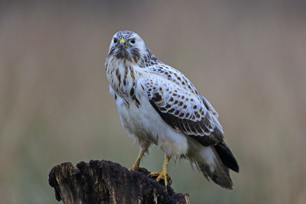 Mäusebussard,Buteo buteo,Common Buzzard 0096